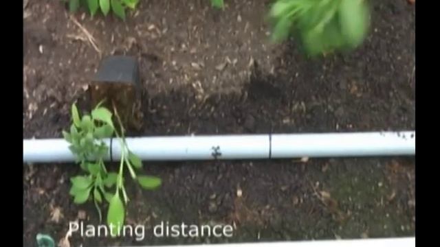 Alstroemeria Planting