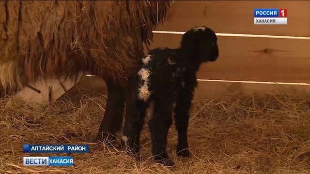 На разрезе "Аршановском" появилось своё подсобное хозяйство смотреть онлайн