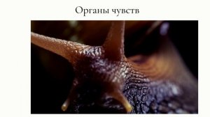 Брюхоногие моллюски