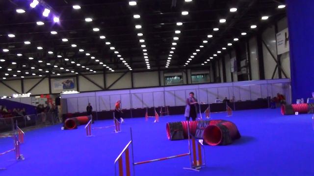 D-Open Medium Никитина Диана Парсон Рассел Терьер МАТИЛЬДА