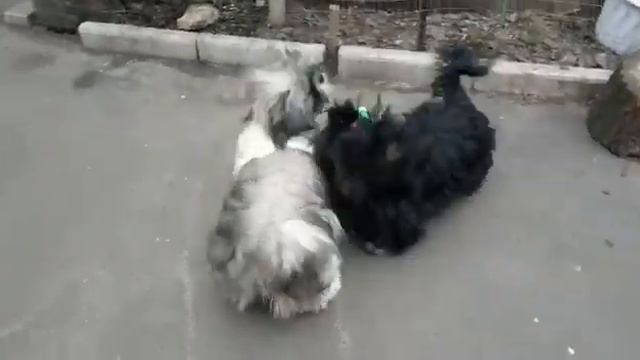 Подрощенные щенки ши-тцу девочка и мальчик в ожидании родителей смотреть онлайн