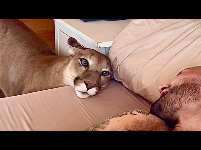 Месси не такой как всегда. Странное утро пумы Месси. Когда хвост говорит больше чем “poker face”. смотреть онлайн