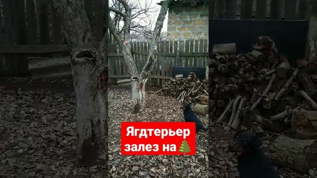Ягдтерьер как кошка лазит по деревьям. Кошки в шоке ничего не поймут?? смотреть онлайн