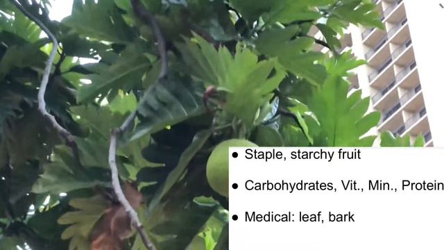Learning About Hawaii Plants and Trees смотреть онлайн