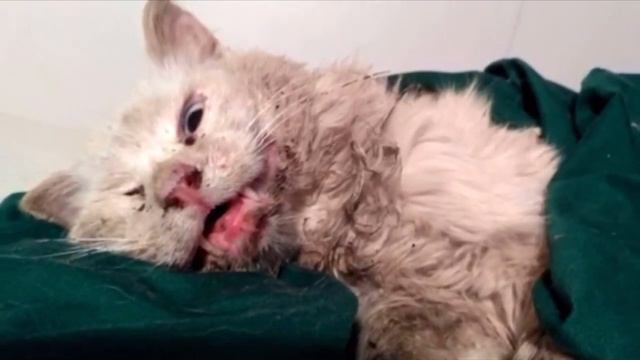 Кот четыре года преданно ждал хозяев, которые его бросили смотреть онлайн