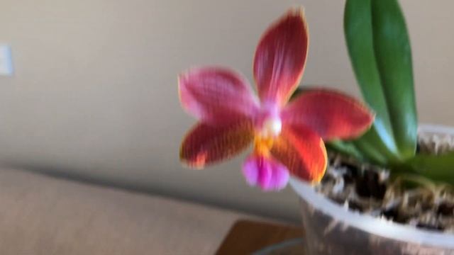 Орхидеи на моём окне в спальне ? смотреть онлайн