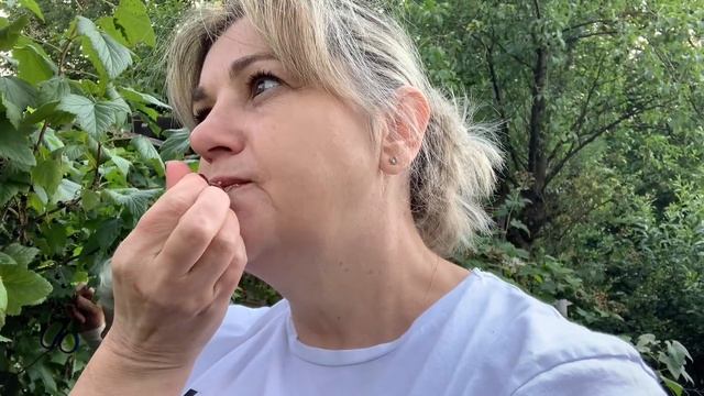 Влог из Германии,на даче у свекрови класс,помогаю собирать ягоду,заготовка на зиму малины,смородины смотреть онлайн