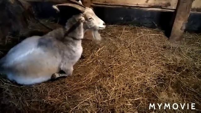 В хутор зашли волки и лисы. Вес тушки кролика смотреть онлайн