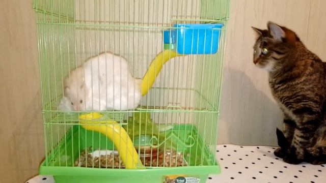 ХОМЯК И КОШКА ПРИСМАТРИВАЮТСЯ К НОВОЙ КЛЕТКЕ.................. ((((((((((())))))))))))))))))))