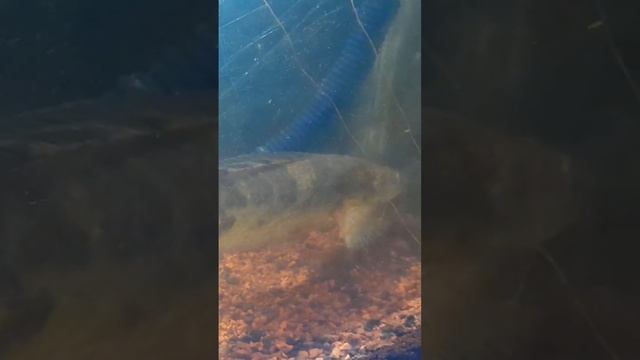 Channa Maru Batik Jumbo