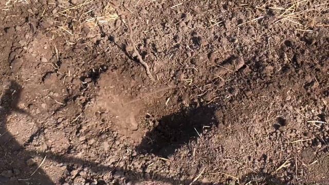 МЕТАЛЛОИСКАТЕЛЬ NOKTA SIMPLEX ULTRA! НЕВЕРОЯТНЫЕ НАХОДКИ 14-16 ВЕКА НА КОПЕ! ТЕСТИРУЕМ В ПОЛЕ!