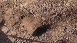 МЕТАЛЛОИСКАТЕЛЬ NOKTA SIMPLEX ULTRA! НЕВЕРОЯТНЫЕ НАХОДКИ 14-16 ВЕКА НА КОПЕ! ТЕСТИРУЕМ В ПОЛЕ!