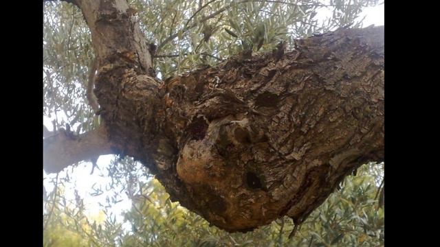 PILISHKIN. смотреть онлайн