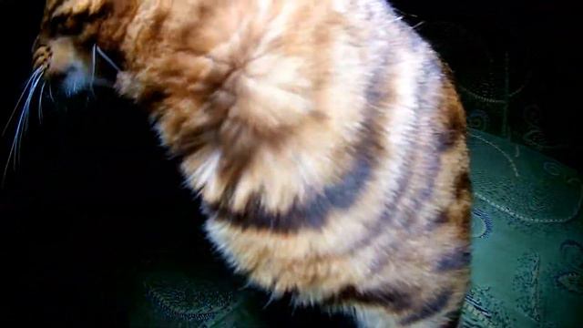 Бенгальские кошечки под веселую музыку, Dakota Gold, февраль 2020