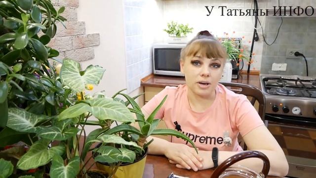 ✔️ ОДНА Чайная Ложка и КОМНАТНОЕ РАСТЕНИЕ ОЖИВЕТ / Куркума для комнатных растений смотреть онлайн