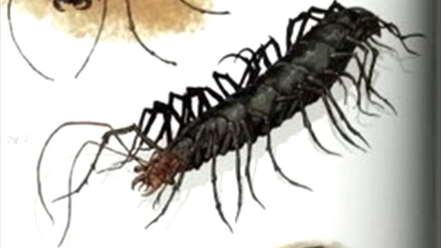 "Жизнь Острова Черепа" (The Life of Skull Island) - Многоножки лиственного навеса джунглей смотреть онлайн