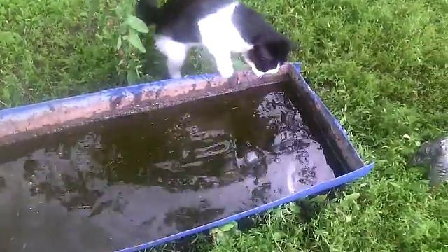 Кошачьи приколы смотреть онлайн