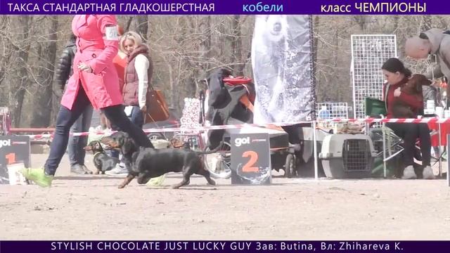ТАКСА СТАНДАРТНАЯ ГЛАДКОШЕРСТНАЯ. Кобели и сравнение на ЛПП смотреть онлайн
