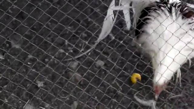 Куры породы Йокогама смотреть онлайн