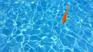 Игра для кошек Рыбки в воде | Рыбка для кошки игра