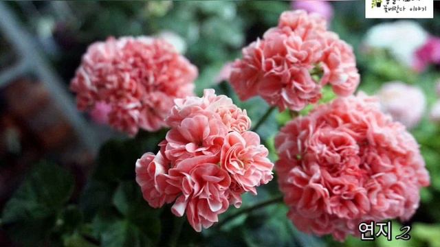 @좋을씨고  #연지2 #Pelargonium #korean_Pelargonium