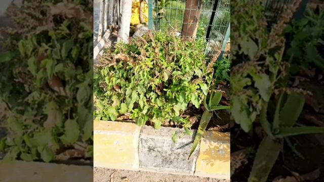 here are some pics of my plant смотреть онлайн