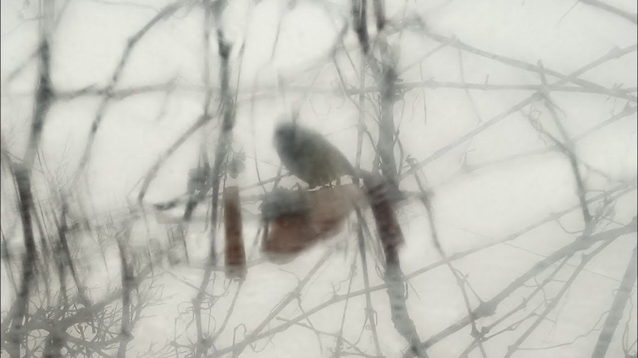 На улице похолодало повесили птичкам сало