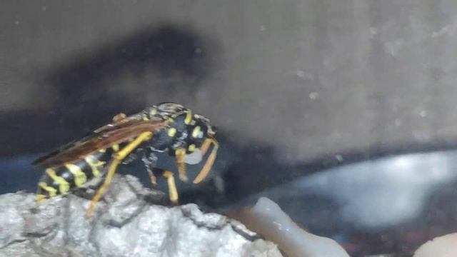 Осы полисты, осиное гнездо / что внутри осиного гнезда смотреть онлайн