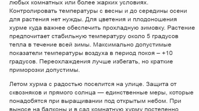Комнатная хурма особенности выращивания смотреть онлайн