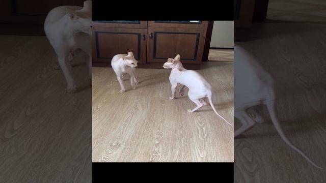 Сфинксы что-то не поделили