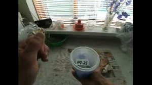 Как вырастить большого опарыша, для рыбалки, от А до Я.