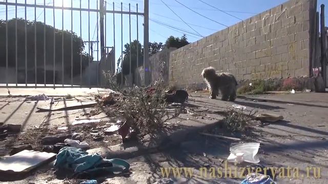 Чудесное спасение собаки смотреть онлайн
