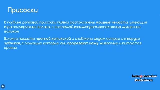 Многощетинковые, пиявки. Лекция и разбора заданий от Беллевича Юрия смотреть онлайн