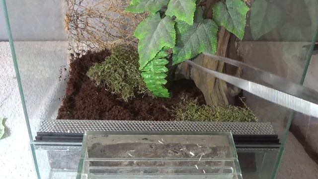 Theraphosa stirmi OLBRZYMI PTASZNIK смотреть онлайн