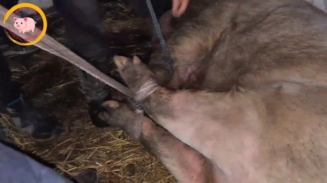 18+/Кастрація кабана 350 кг від початку до кінця смотреть онлайн