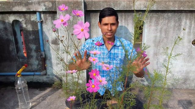 কসমস ফুলগাছের চারা লাগানো থেকে ফুল ফোটা পর্যন্ত আপডেট। Cosmos Flower Plant With Update By The Natur