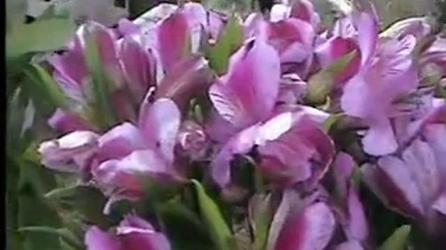 Conheça a Alstroemeria смотреть онлайн