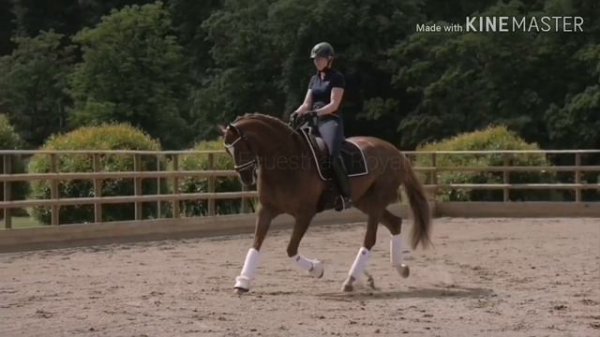 ~ Equestrian Sport ~ Dressage ~ Show Jumping ~ Конный спорт ~ Выездка ~ Конкур ~ Another Home ~