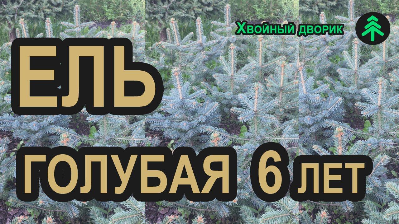 Ель голубая колючая Глаука (6-ти летка) в питомнике "Хвойный дворик" - сезон осень 2019 смотреть онлайн