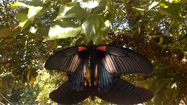 Beautiful Butterfly during reproduction смотреть онлайн