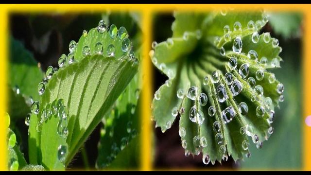 Лист вегетативный орган растения | Егэ Биология смотреть онлайн