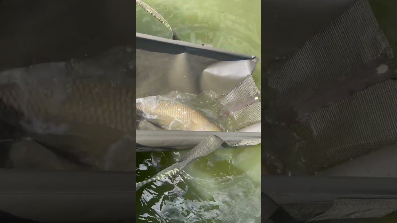 Ловим селёдок! смотреть онлайн