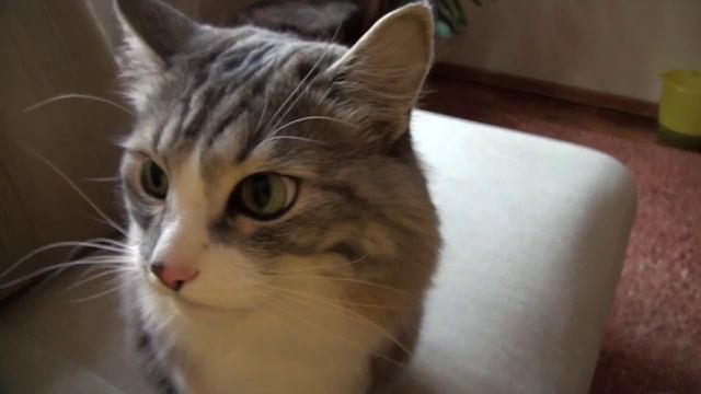 Бойцовый кот смотреть онлайн