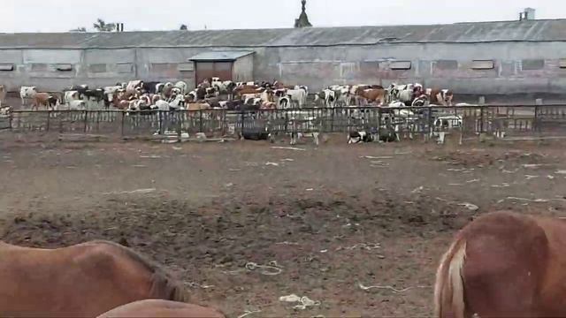 Как живут лошади смотреть онлайн