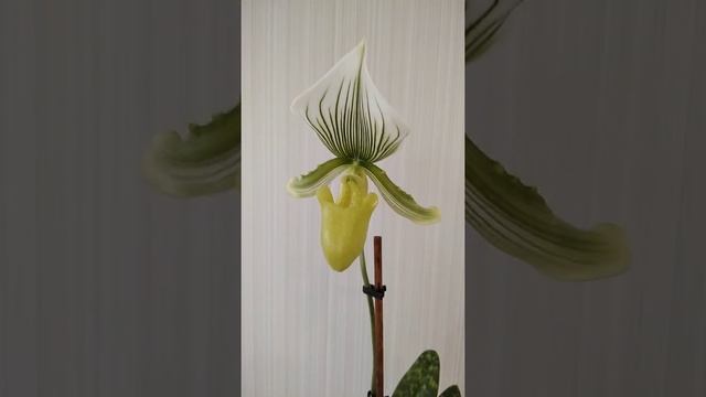 Пафиопедилум Maudiae Femma (май 2022г) смотреть онлайн