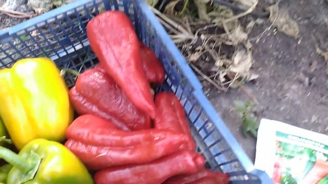 Гигантские СЛАДКИЕ ПЕРЦЫ удались на славу