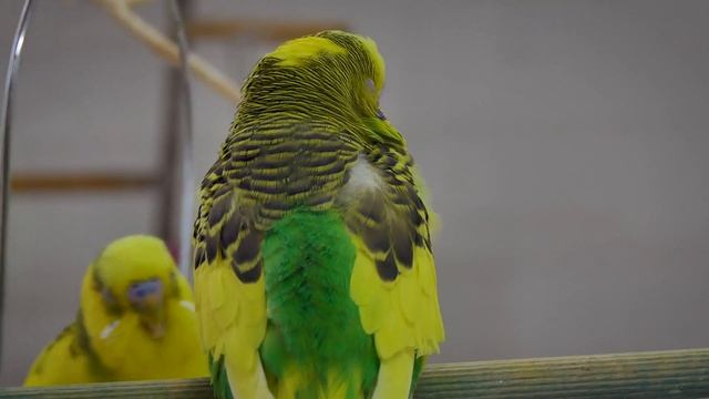 1 Hour Budgie Sounds | Parakeet Sounds, 4K Alen AxP