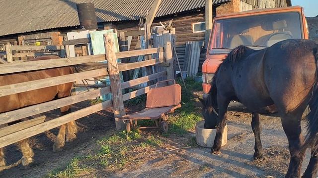 Жеребец устроил погоню за новой кобылой смотреть онлайн