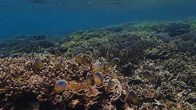 Овальные рыбы-бабочки redfin butterflyfish Chaetodon lunulatus смотреть онлайн