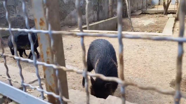 Зоопарк для детей и родителей смотреть онлайн